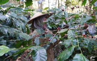A farm worker harvesting coffee cherries at Shwe Yi Mon Estate.