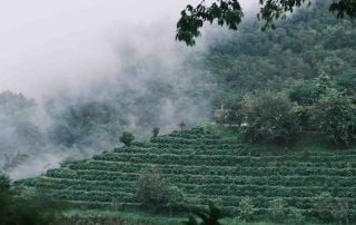 Project One Light, a coffee farm in Mangshi, Yunnan.